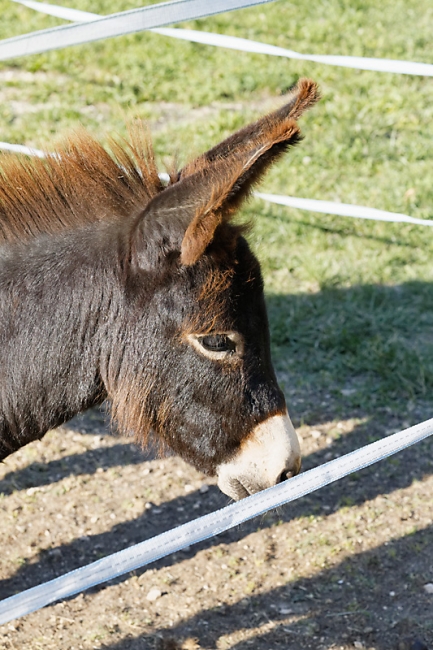 Chartreuse de Valbonne-076